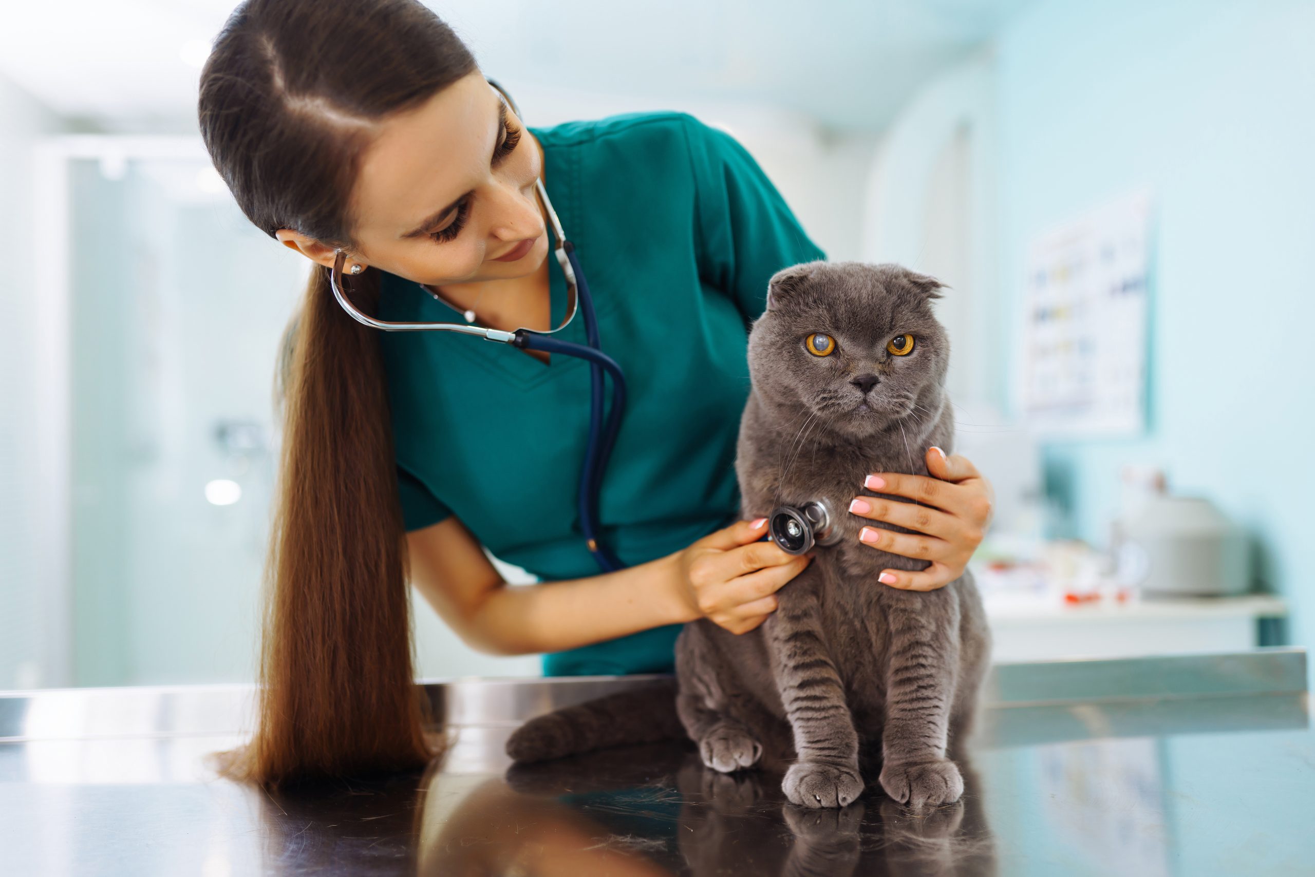 Tierärztin kontrolliert Katze